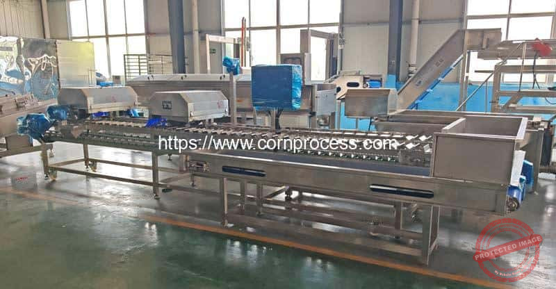 Automatic-Fresh-Sweet-Corn-Top-and-Tail-Cutting-Machine-for-Sale